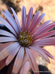 Gerbera natalensis