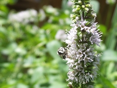 Megachile texana