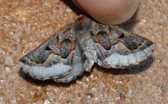 Drepanogynis intricata