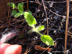 Gerbera natalensis