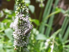 Megachile texana