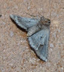 Drepanogynis intricata