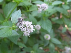 Megachile texana