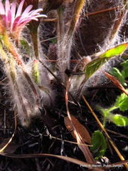 Gerbera natalensis
