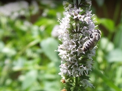 Megachile texana