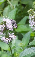Megachile texana