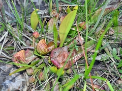 Sarracenia psittacina