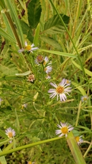 Symphyotrichum lentum