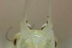 Oecanthus exclamationis