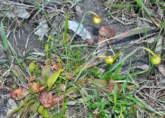 Sarracenia psittacina