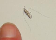 Adelidae