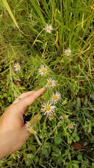 Symphyotrichum lentum