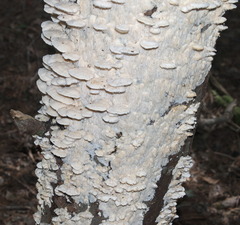 Irpiciporus