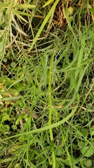 Symphyotrichum lentum