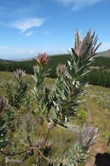 Protea coronata