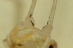 Oecanthus exclamationis