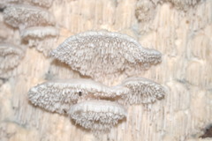 Irpiciporus