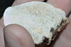 Irpiciporus