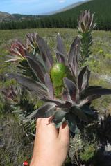 Protea coronata