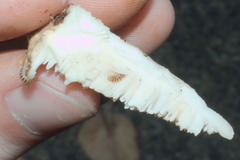 Irpiciporus