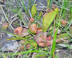 Sarracenia psittacina