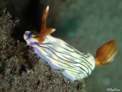 Hypselodoris zephyra