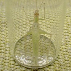 Oecanthus exclamationis