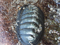 Chiton magnificus