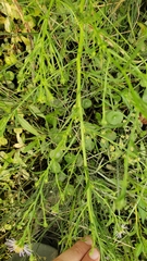 Symphyotrichum lentum