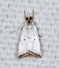 Argyria gonogramma