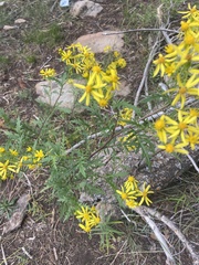 Senecio eremophilus