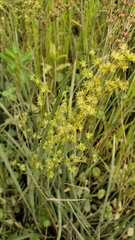 Juncus oxymeris