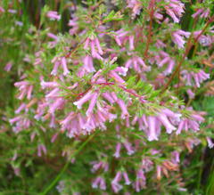 Erica cyrilliflora