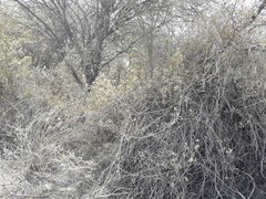 Austrobrickellia patens