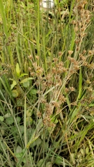 Juncus oxymeris