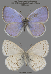 Celastrina echo nigrescens