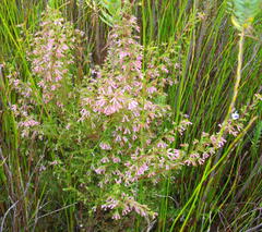 Erica cyrilliflora