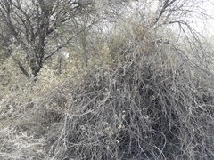 Austrobrickellia patens