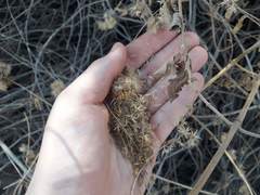 Austrobrickellia patens