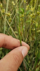 Juncus oxymeris