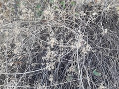 Austrobrickellia patens