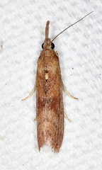 Macrorrhinia endonephele