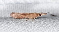 Macrorrhinia endonephele