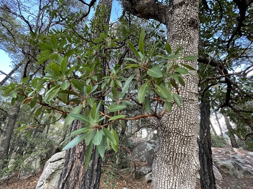 Arizona madrone