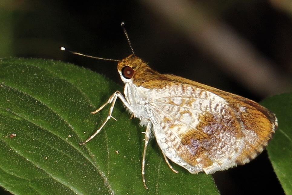 Shade Dart