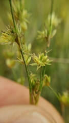 Juncus oxymeris
