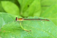 Agriocnemis minima