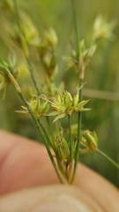 Juncus oxymeris