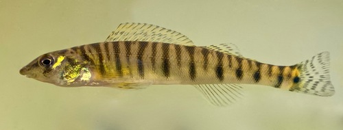 Common Logperch