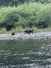 Ursus arctos middendorffi